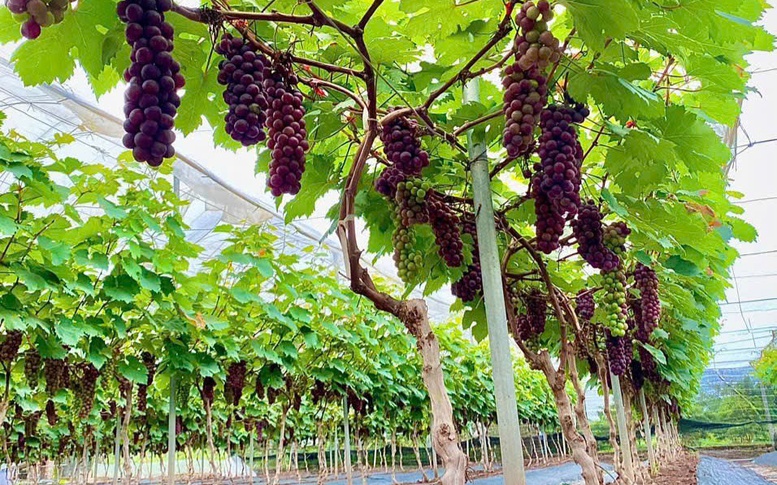 Đẩy mạnh kinh tế hợp tác và trang trại, tạo bệ phóng cho nông nghiệp hiện đại