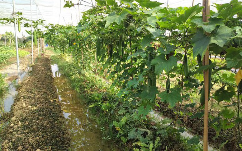 Tăng cường xử lý chất thải, bảo vệ môi trường gắn với sản xuất nông nghiệp