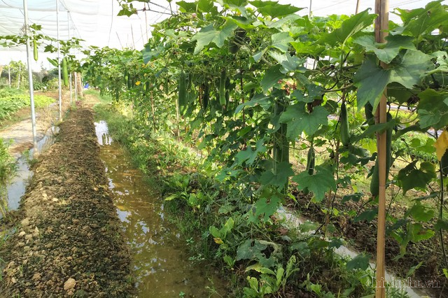 Tăng cường xử lý chất thải, bảo vệ môi trường gắn với sản xuất nông nghiệp- Ảnh 2.